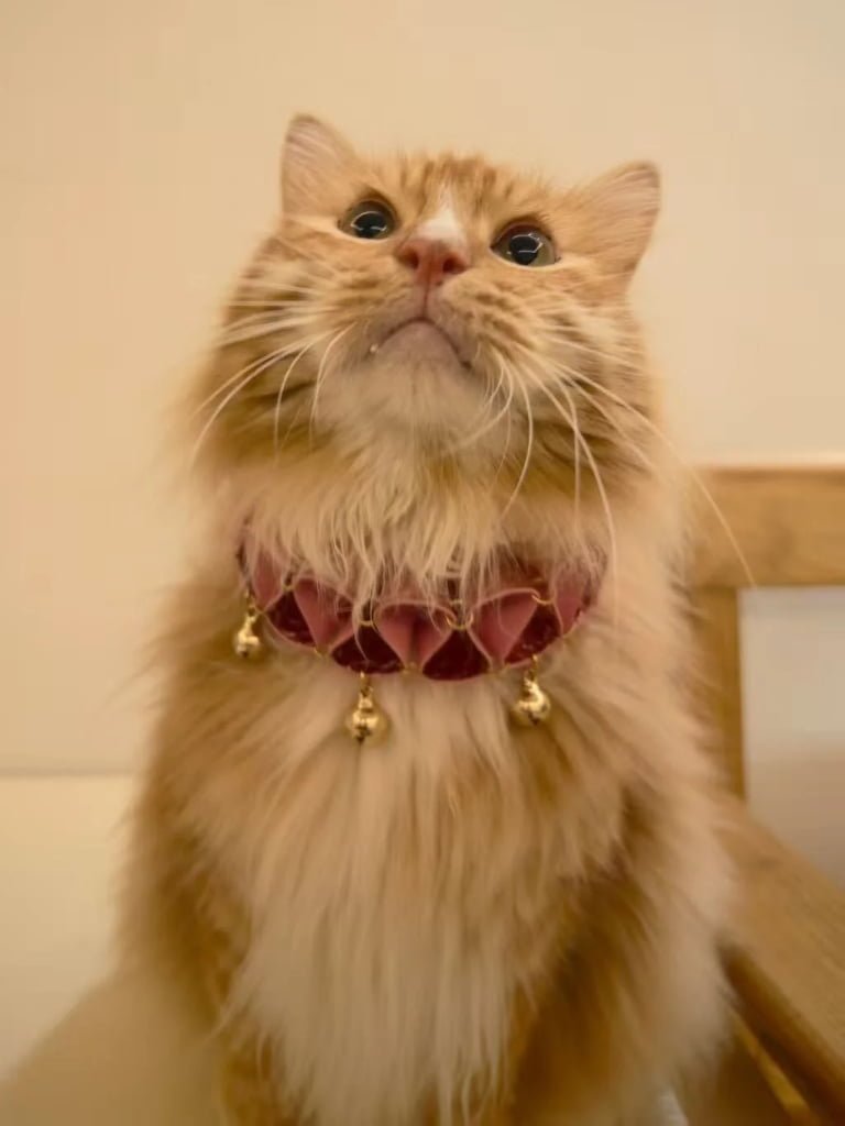Premium Leather Pet Collar Collection | Custom Artisanal Cat & Dog Neckwear